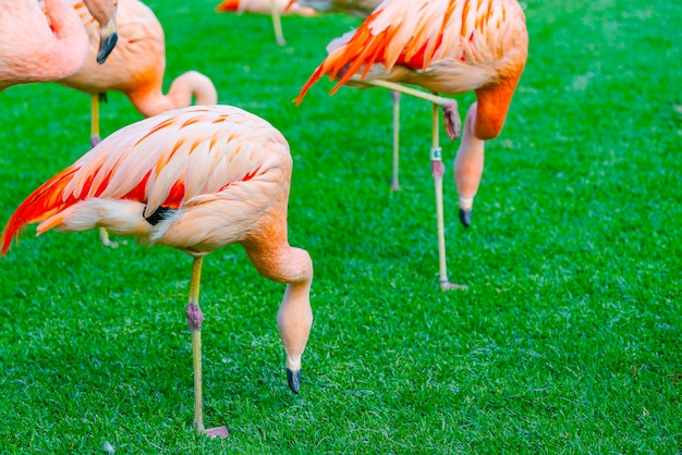 Free Photo closeup of beautiful flamingo group searching for food in the grass