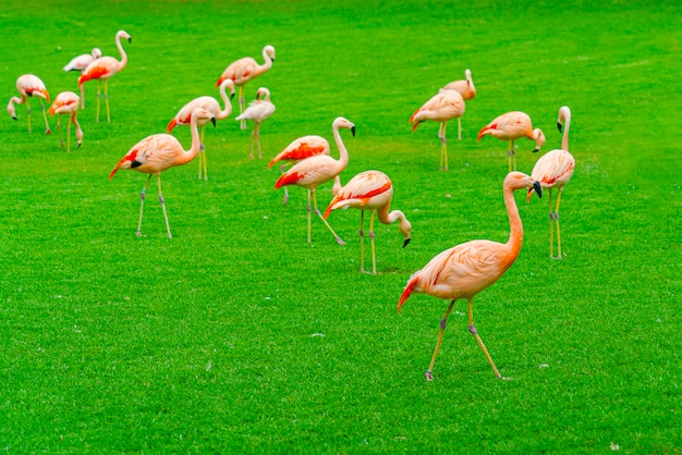 Closeup of beautiful flamingo group walking on the grass in the park