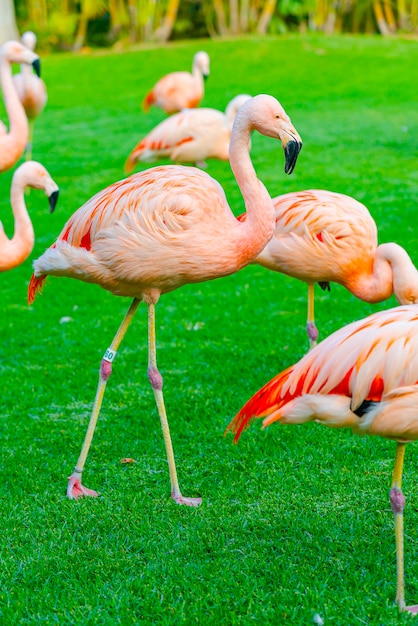 Closeup of beautiful flamingo group walking on the grass in the park