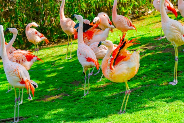 Closeup of beautiful flamingo group walking on the grass in the park