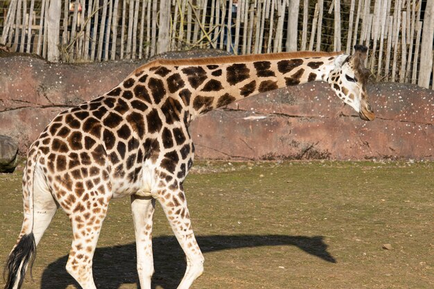 Closeup of a beautiful giraffe walking around its pen in a zoo