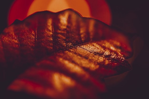 Closeup of a beautiful golden leaf textures