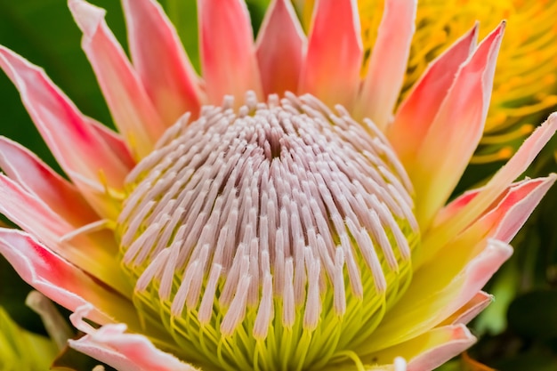 Free photo closeup  of beautiful king protea fynbos flowers in a pond