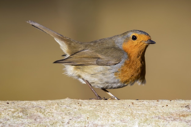 Free Photo closeup of beautiful little european robin against a blurry background