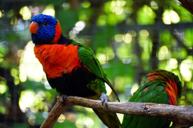 Free photo closeup of beautiful loriini parrots