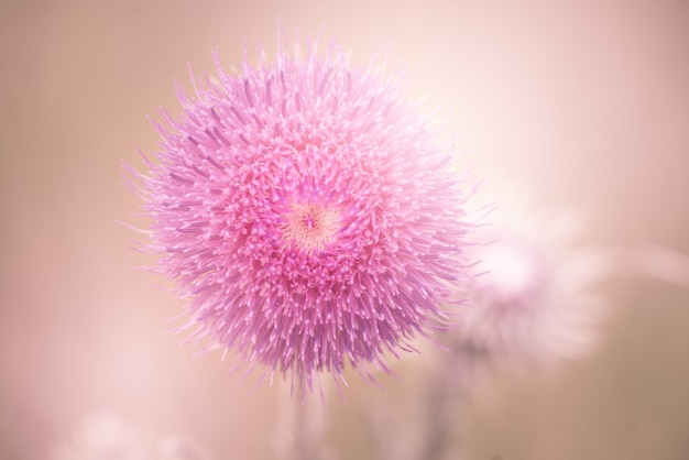 Free photo closeup  of a beautiful pink mimosa flower