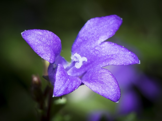 Free Photo closeup  of a beautiful purple flower 