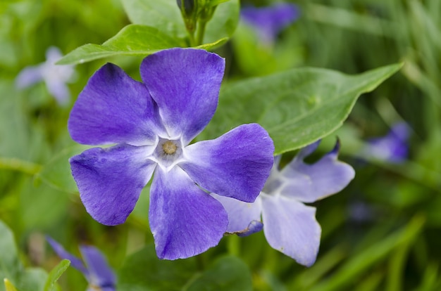 Free photo closeup of a beautiful purple periwinkle flower surrounded by green leaves