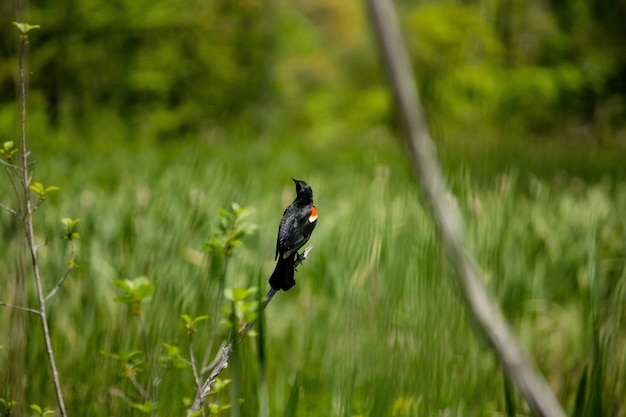 Closeup of a beautiful red-winged blackbird sitting on  a branch with a blurred grassy background