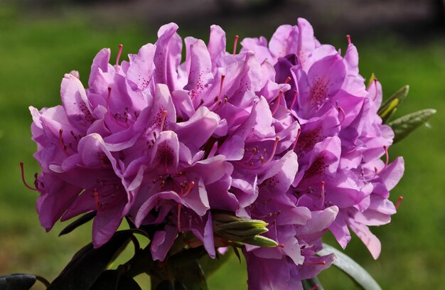 Closeup  of beautiful Rhododendron flowers blooming in the park