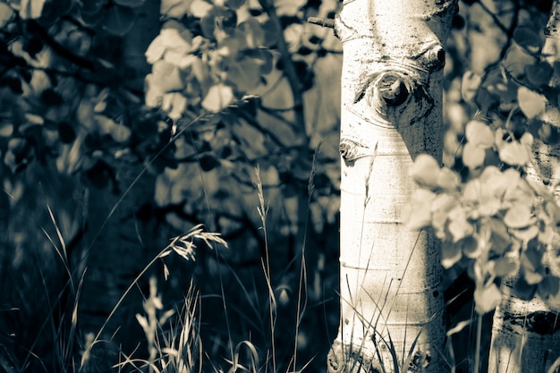 Closeup of a beautiful tree in a forest