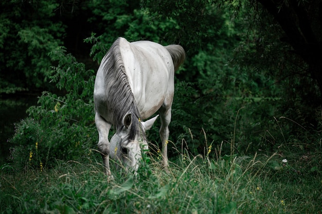 Free photo closeup of a beautiful white horse on a grassy field with trees in the background