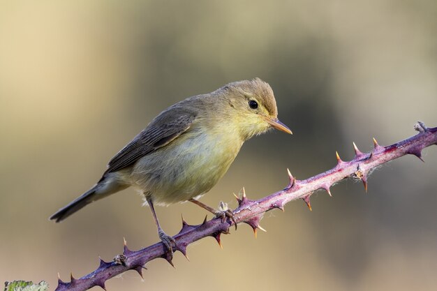 Closeup of a beautiful yellow wren on a prickly branch against a blurry setting