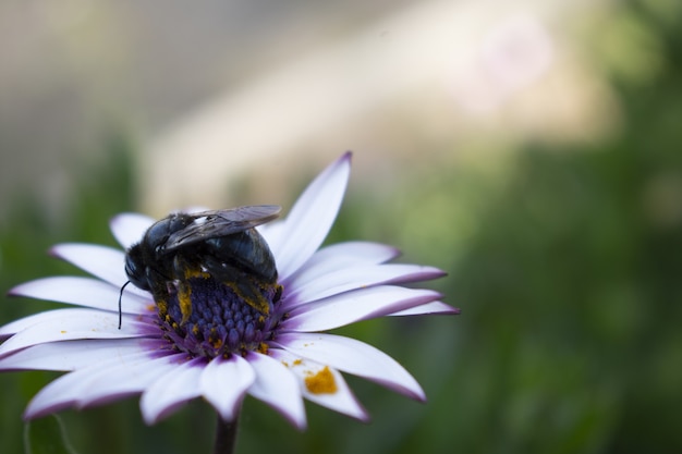 Free photo closeup  of a bee on a beautiful flower