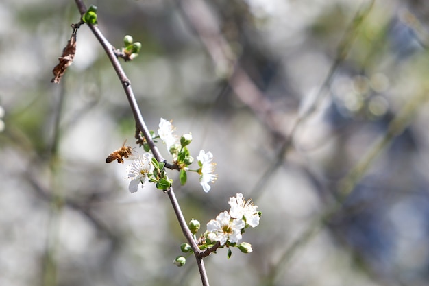 Free photo closeup of a bee on a blossoming apricot tree under the sunlight