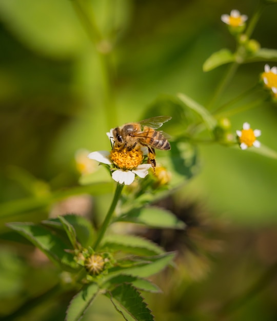 Closeup  of bee eating pollen of white flower in the field