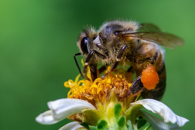 Closeup of a bee on a flower