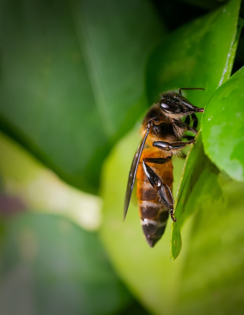 Closeup of bee on a plant leaf