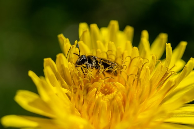 Closeup of a bee pollinating on the blossomed yellow flower in the wild