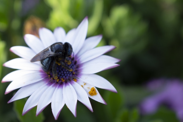 Free Photo closeup  of a bee sitting on a beautiful african daisy