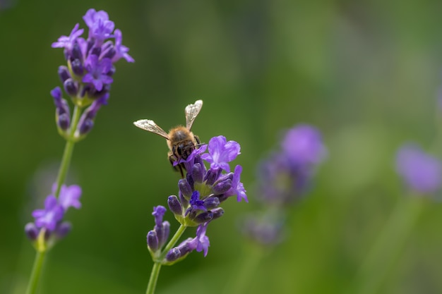 Closeup of a bee sitting on a purple English lavender