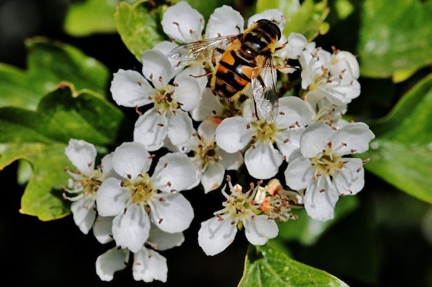 Free Photo closeup of a bee sitting on a white flower in a field near the town of rijssen in the netherlands