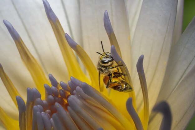 Closeup of a bee in a white flower under the lights