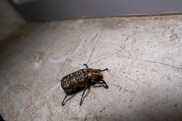 Free photo closeup of a beetle on the floor