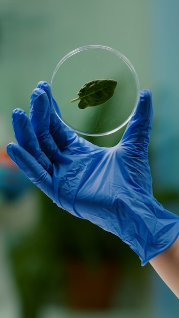 Free Photo closeup of biologist woman hands holding medical sample of green leaf discovering genetic mutation