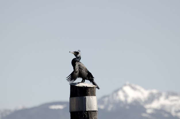 Closeup of a bird perching on wooden post against a clear sky