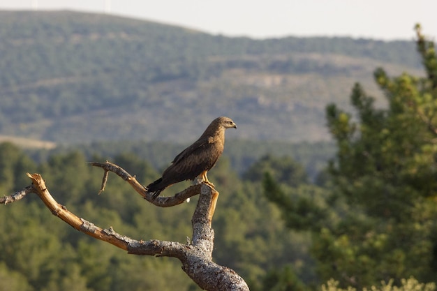 Free Photo closeup of a bird sitting on the branch of a tree in a forest captured on a sunny day