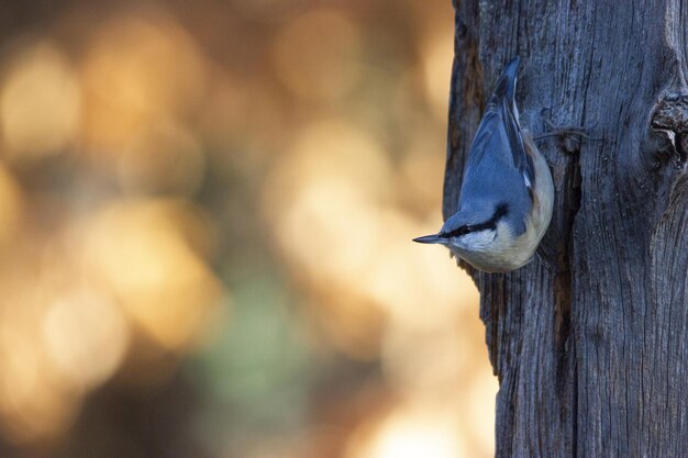 Closeup of a bird sitting on the  trunk of a tree during the daytime