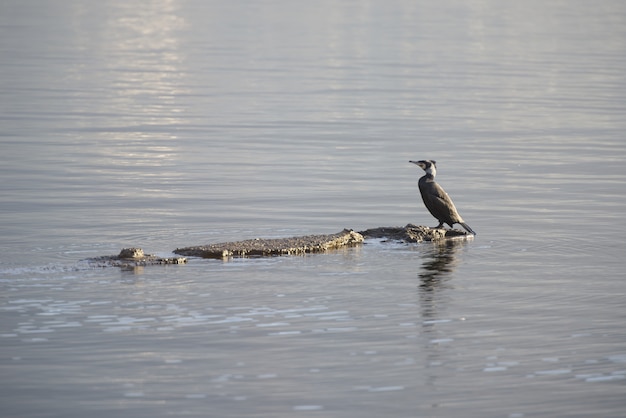 Closeup of a bird standing on rock in the middle of a lake