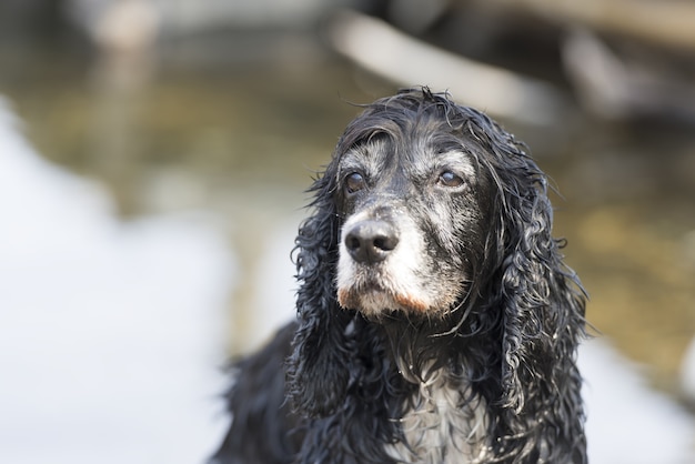 Free Photo closeup of a black cocker spaniel looking into the distance