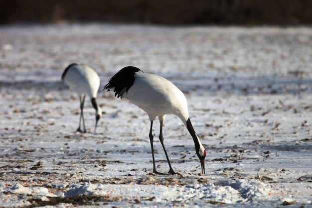 Free Photo closeup of black-necked cranes eating dead fish on the ground covered in the snow in hokkaido, japan