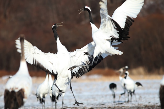 Free photo closeup of black-necked cranes landing on the ground covered in the snow in hokkaido in japan