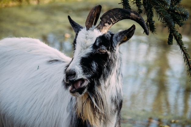 Free photo closeup of a black and white goat chewing on spruce leaves beside a pond