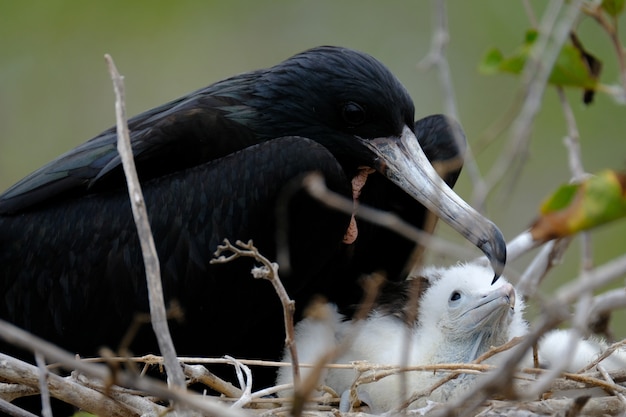 Free Photo closeup of a blackbird on the nest near the baby birds with blurred