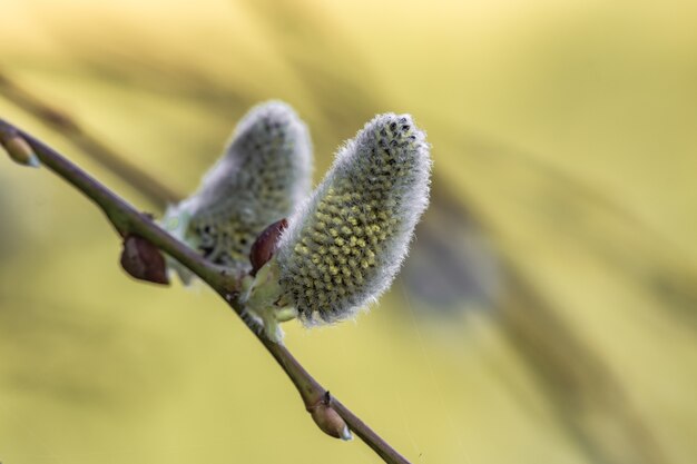 Closeup of blooming oak flowers