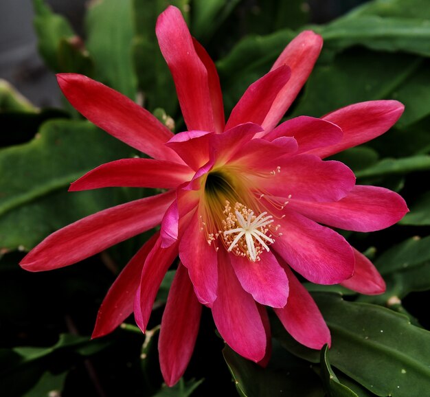 Closeup  of a blooming pink flower in the greenery