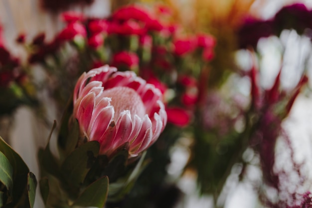 Free Photo closeup of blooming pink gerbera daisy