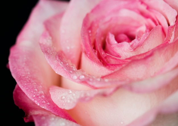 Free photo closeup of blooming pink rose