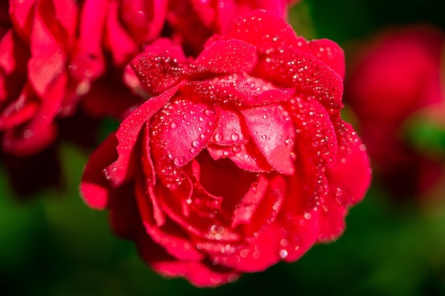 Free photo closeup  of blossomed red flower with drops on it