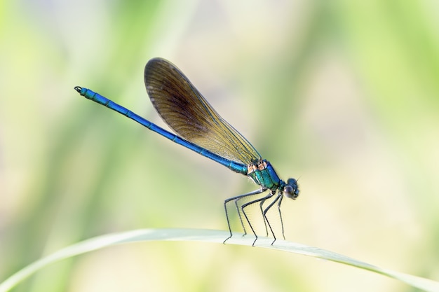 Closeup of a blue Damselflies on a leaf in a garden under sunlight