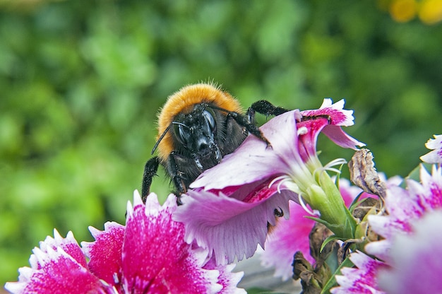 Free Photo closeup  of bombus dahlbomii bee on a blooming tree