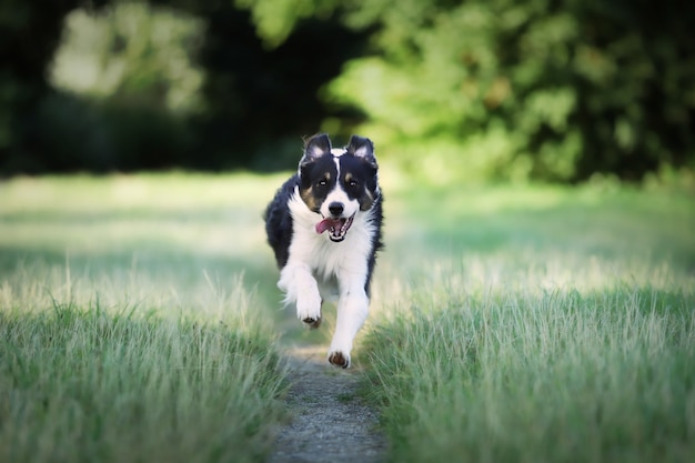 Closeup of a Border Collie dog running in the field