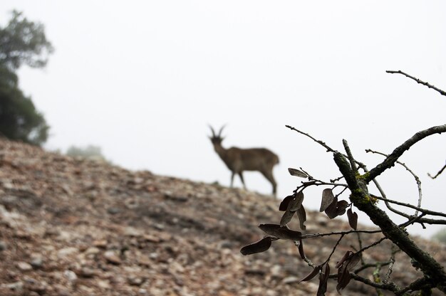 Closeup of a branch with a blurred goat standing on a hill