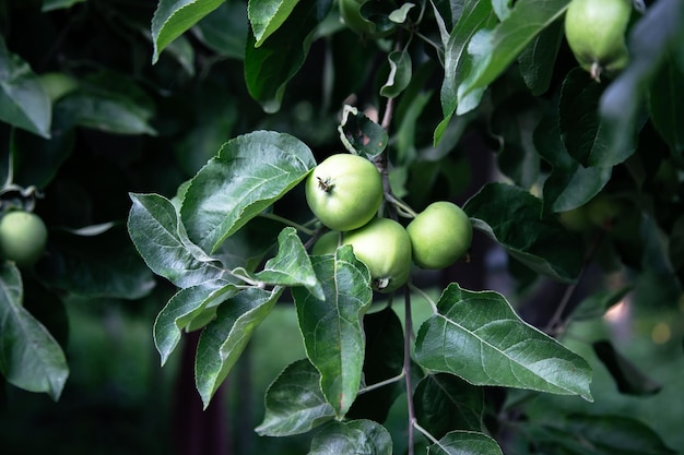 Closeup a branch with green apples on a tree