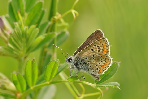 Closeup of a brown argus (Aricia agestis) butterfly with closed wings on the plant