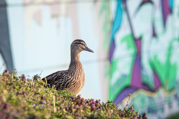 Closeup of a brown Mallard surrounded by the grass under the sunlight